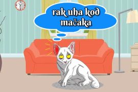 rak uha kod mačaka
