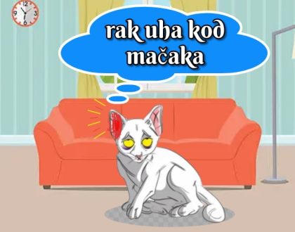 rak uha kod mačaka