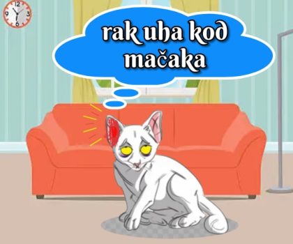 rak uha kod mačaka
