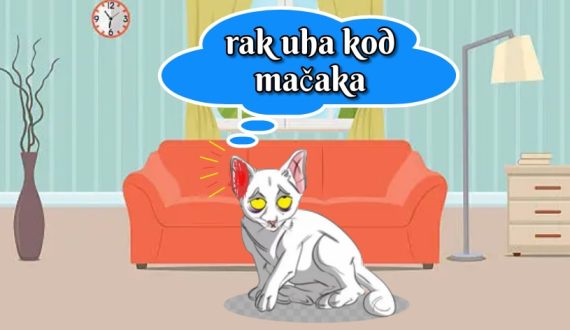 rak uha kod mačaka