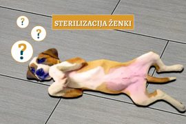 sterilizacija ženki
