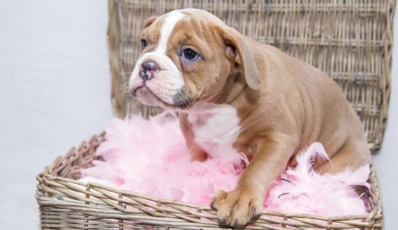 puppy štene