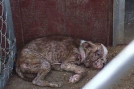 bostonski terijer - šuga