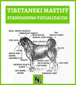 TIBETANSKI_MASTIFF_STANDARDNA_VIZUALIZACIJA_PASMINE.