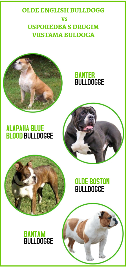 usporedba_bulldogga