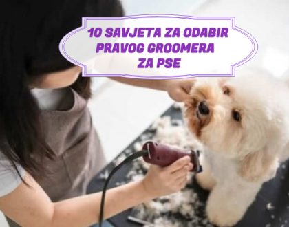 10 SAVJETA ZA ODABIR PRAVOG GROOMERA ZA PSE