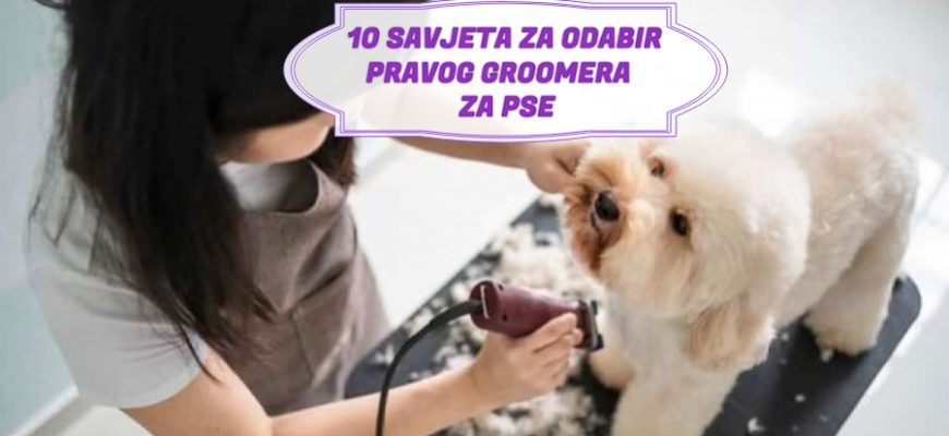 10 SAVJETA ZA ODABIR PRAVOG GROOMERA ZA PSE