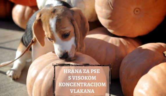HRANA ZA PSE S VELIKOM KONCETRACIJOM VLAKANA