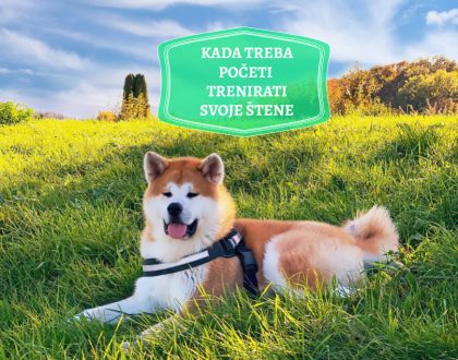 KADA TREBA POČETI TRENIRATI SVOJE ŠTENA