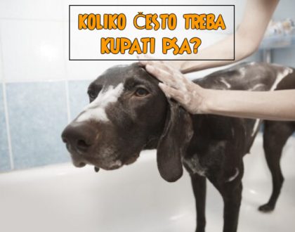 KOLIKO ČESTO TREBA KUPATI PSA