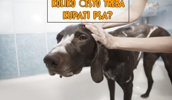 KOLIKO ČESTO TREBA KUPATI PSA