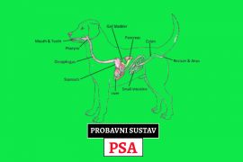 PROBAVNI SUSTAV PSA