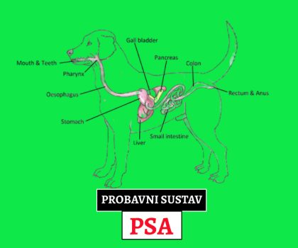 PROBAVNI SUSTAV PSA