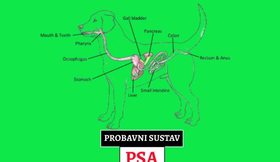 PROBAVNI SUSTAV PSA