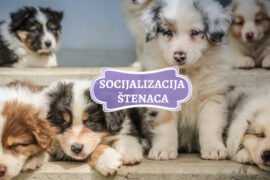 SOCIJALIZACIJA ŠTENACA