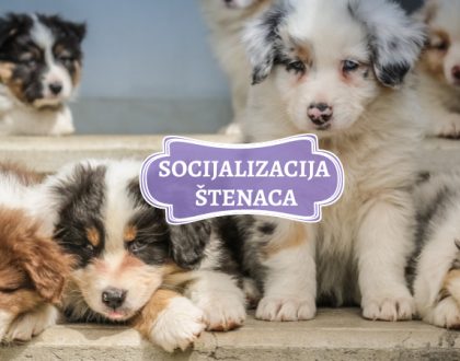 SOCIJALIZACIJA ŠTENACA