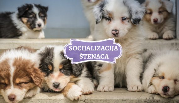 SOCIJALIZACIJA ŠTENACA