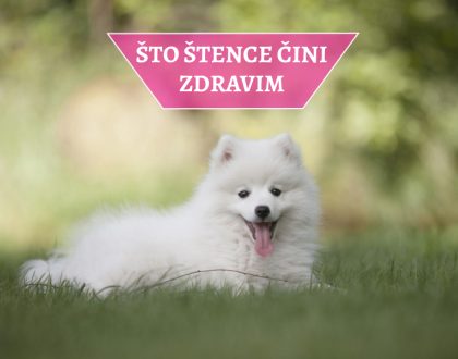ŠTO ŠTENCE ČINI ZDRAVIM