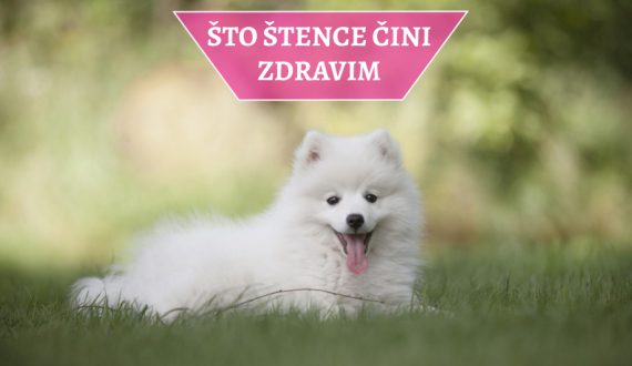 ŠTO ŠTENCE ČINI ZDRAVIM