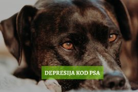 depresija kod pasa