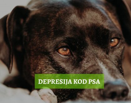 depresija kod pasa