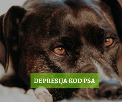 depresija kod pasa