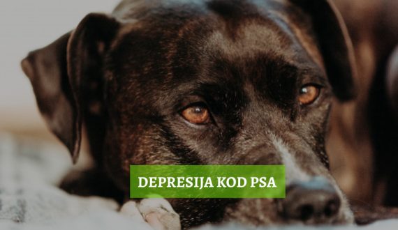 depresija kod pasa