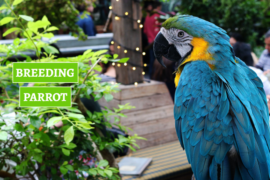 breeding_parrot
