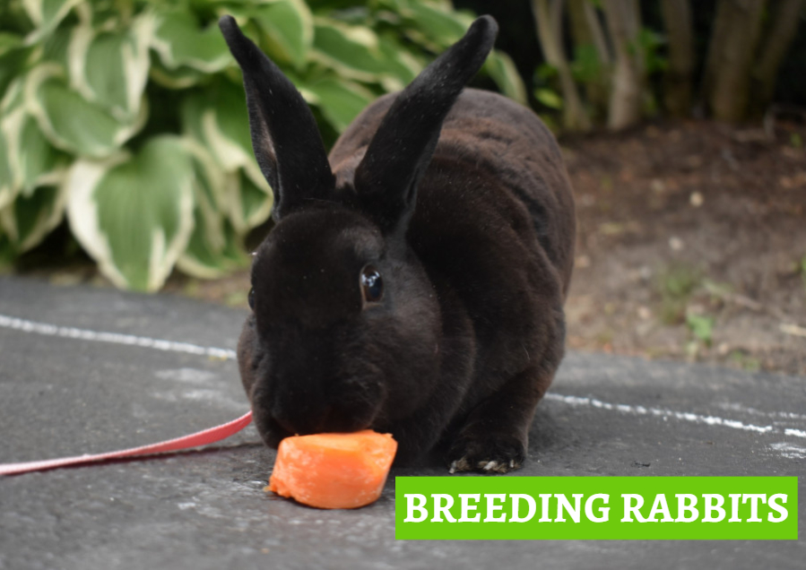 breeding_rabbits
