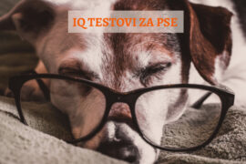 IQ TESTOVI KOD PASA