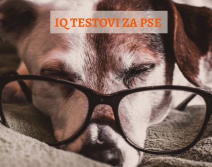 IQ TESTOVI KOD PASA