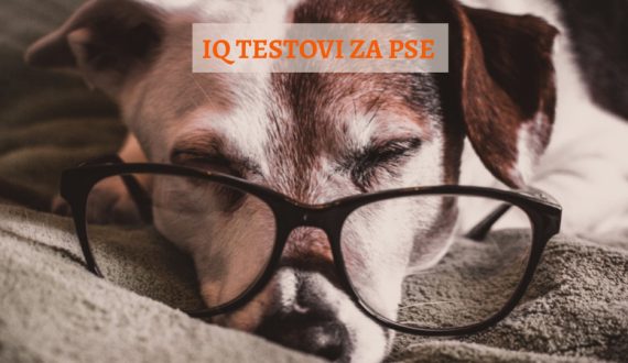 IQ TESTOVI KOD PASA