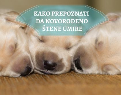 KAKO PREPOZNATI DA NOVOROĐENO ŠTENE UMIRE