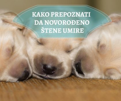 KAKO PREPOZNATI DA NOVOROĐENO ŠTENE UMIRE