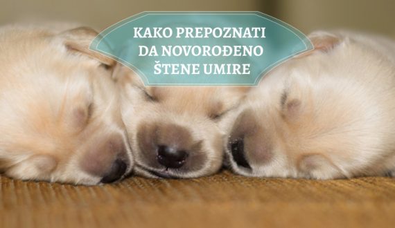 KAKO PREPOZNATI DA NOVOROĐENO ŠTENE UMIRE