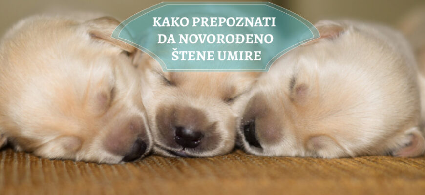 KAKO PREPOZNATI DA NOVOROĐENO ŠTENE UMIRE