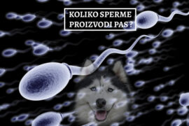 KOLIKO SPERME PROIZVODI PAS