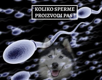 KOLIKO SPERME PROIZVODI PAS