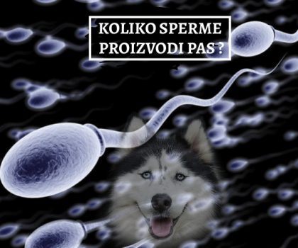 KOLIKO SPERME PROIZVODI PAS