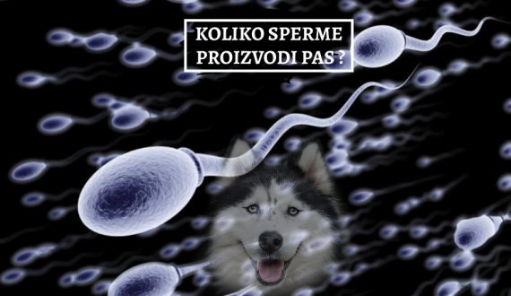 KOLIKO SPERME PROIZVODI PAS