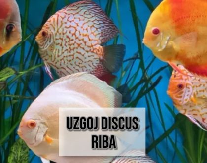 UZGOJ DISCUS RIBA