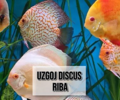 UZGOJ DISCUS RIBA
