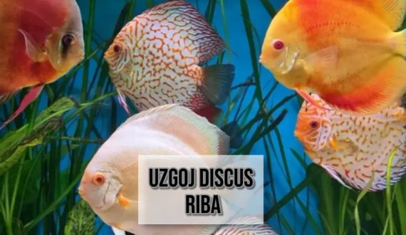 UZGOJ DISCUS RIBA