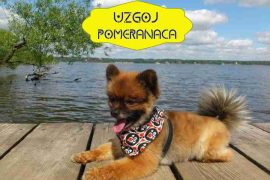 UZGOJ-POMERANACA