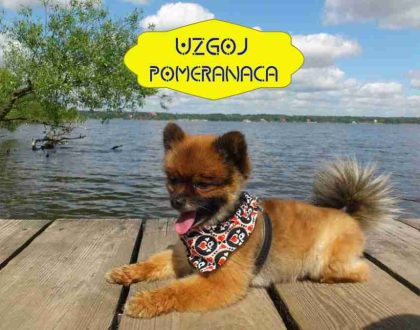 UZGOJ-POMERANACA