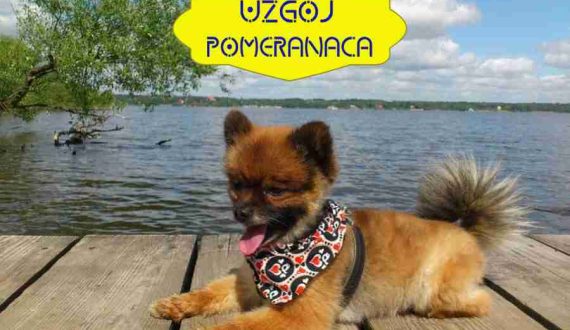 UZGOJ-POMERANACA