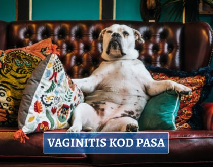 VAGINITIS KOD PASA