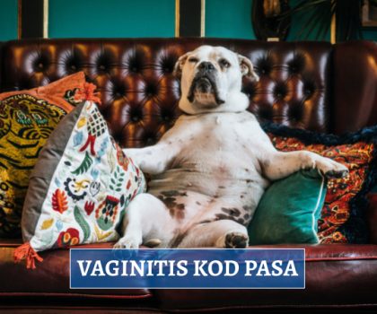 VAGINITIS KOD PASA