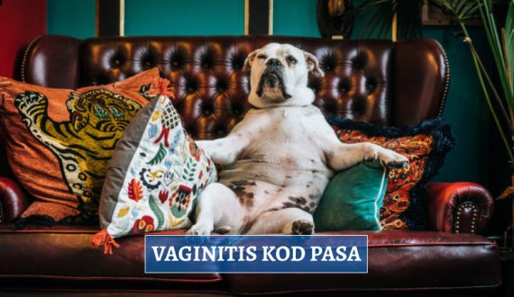 VAGINITIS KOD PASA