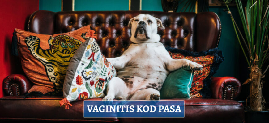 VAGINITIS KOD PASA